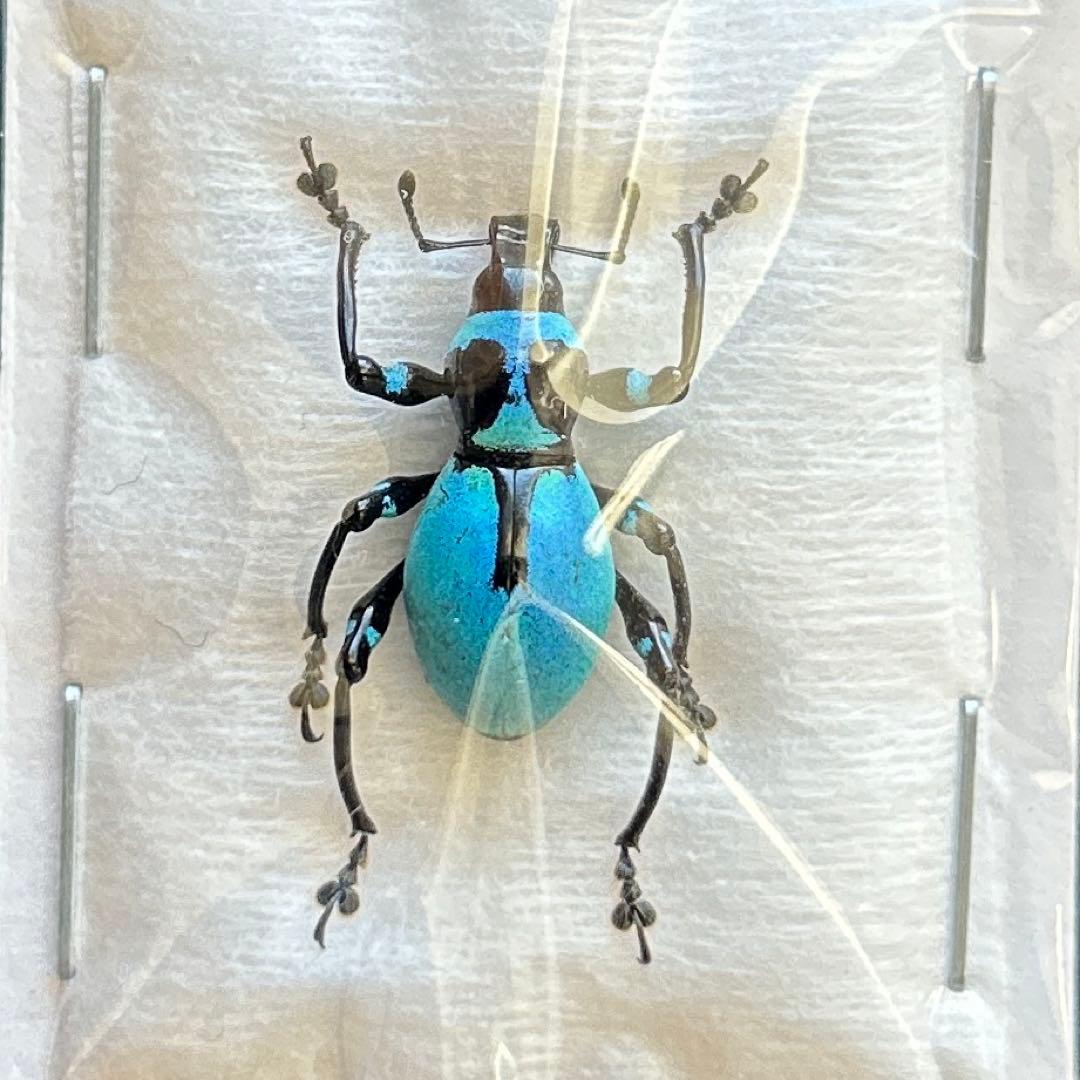 01261 美麗標本　カタゾウムシ