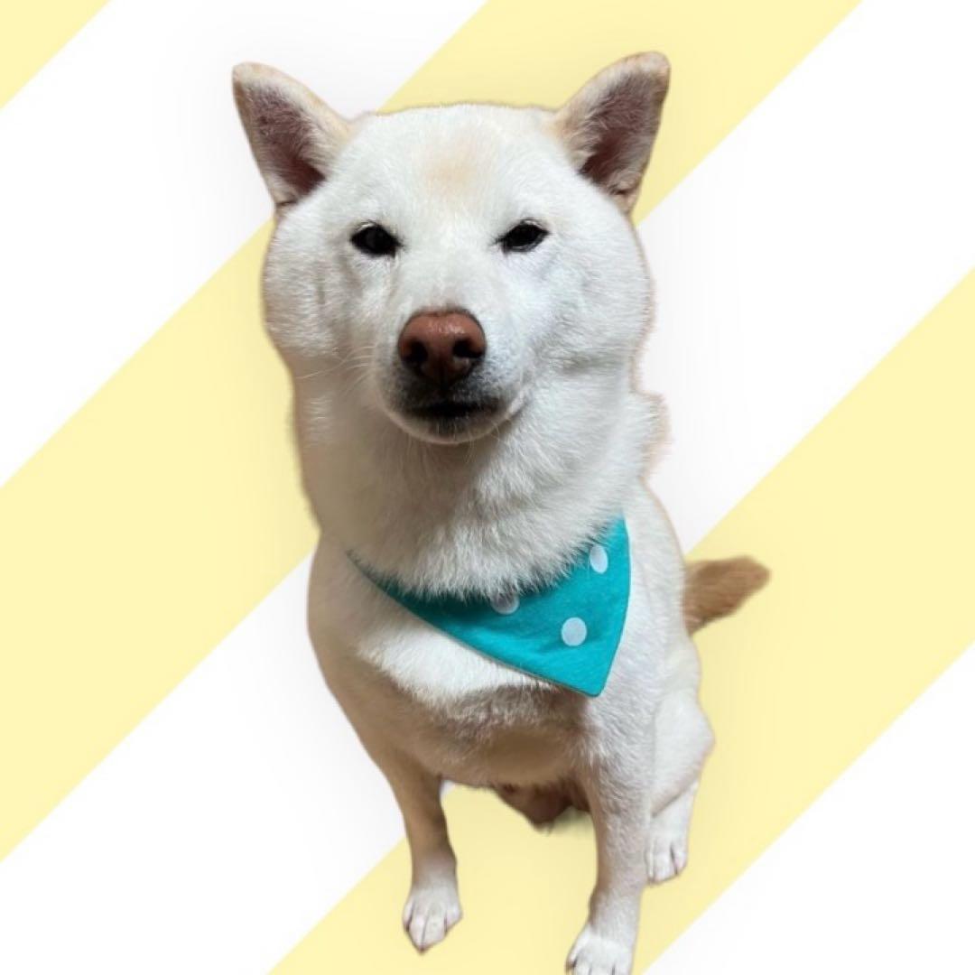 犬ネコ用リバーシブルバンダナ★着用イメージ写真★