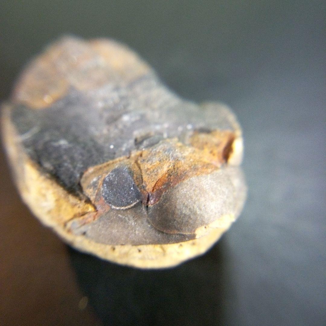 三葉虫　化石　fossil　ボリビア産　trilobite　南アメリカ化石郡②