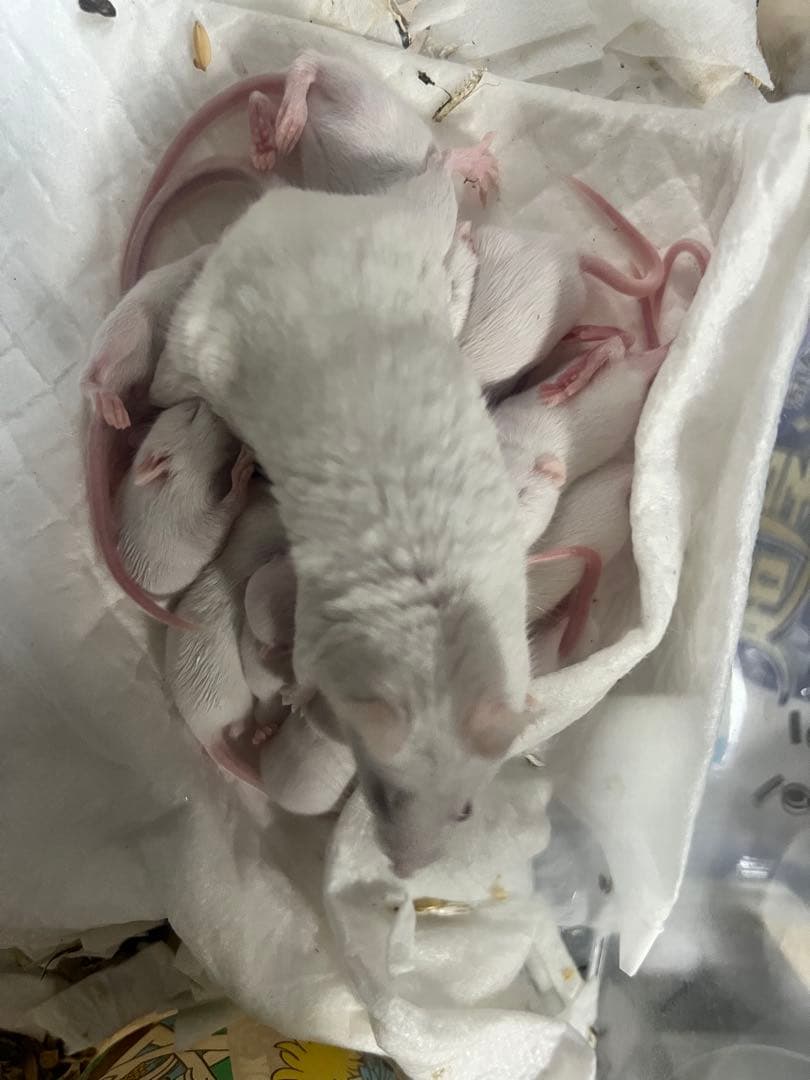 アダルトマウス　50匹