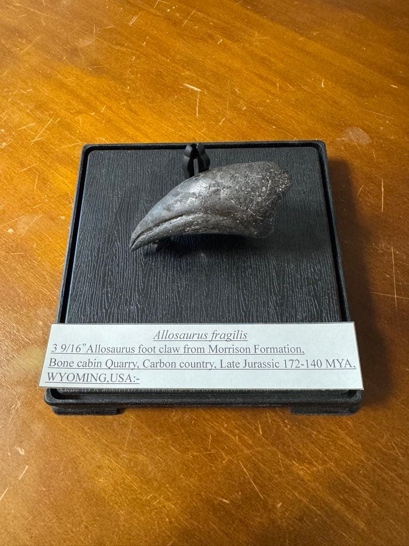 アロサウルスの爪化石(フットクロー) 『megalodonさん専用』