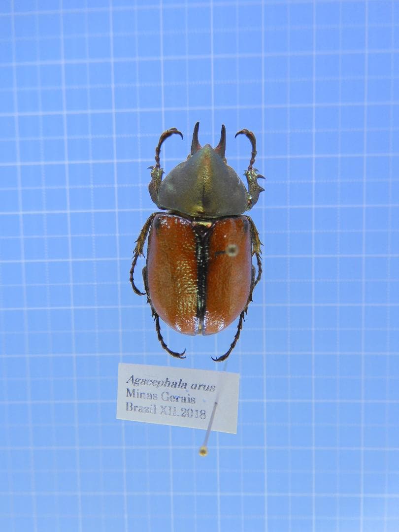 ブラジル産　マエネルヘイミカラカネヒナカブト　31mm