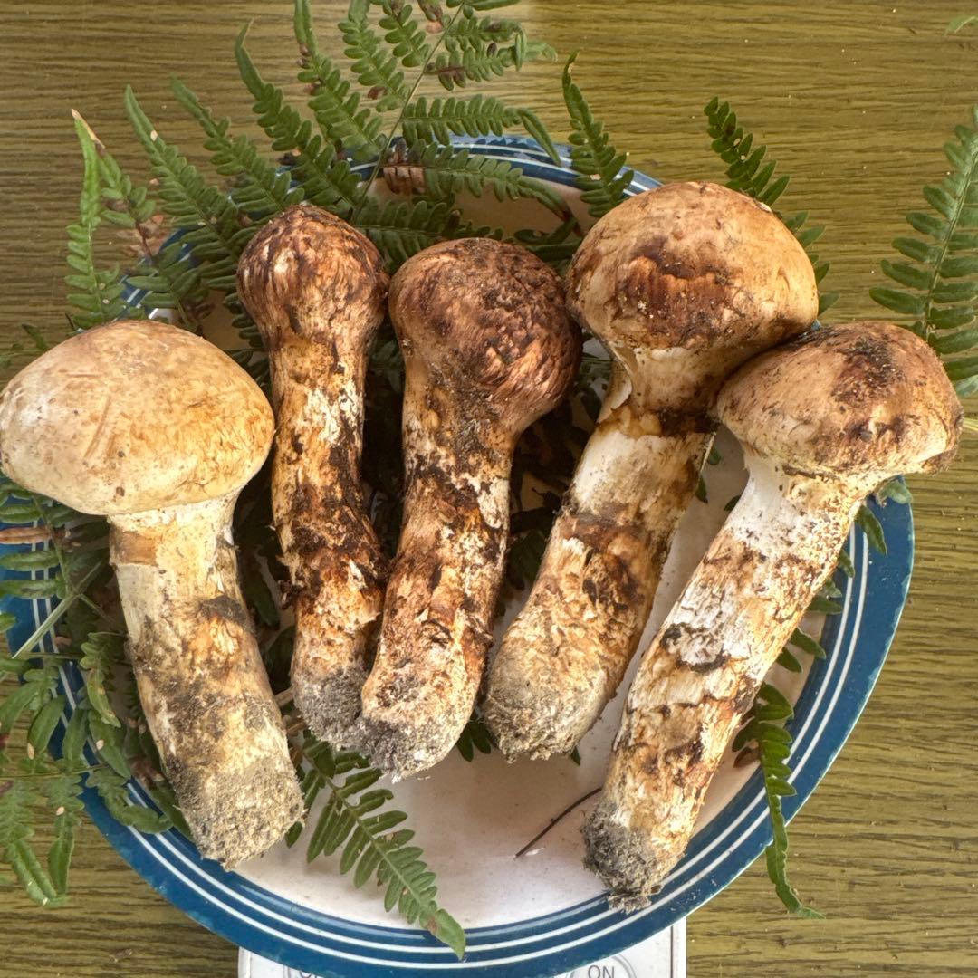 10/13昼採れ南信州産松茸280g