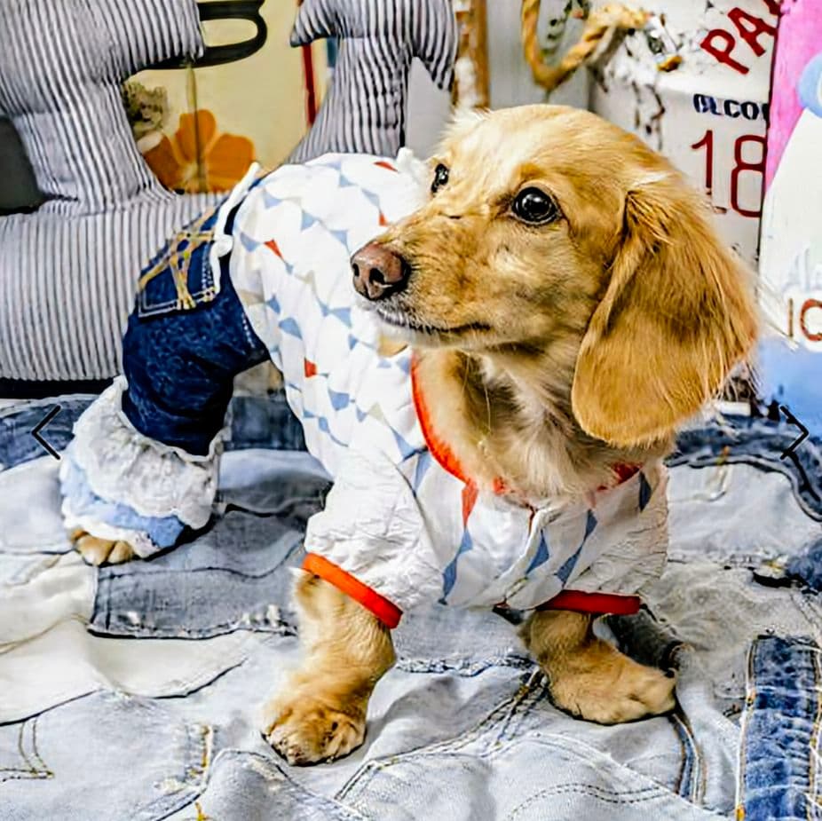 新品タグ付き　レース☆デニムPT 　asknowasdewan　アズノウアズデワ