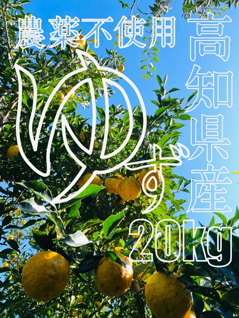 高知県産 農薬不使用 ゆず20kg