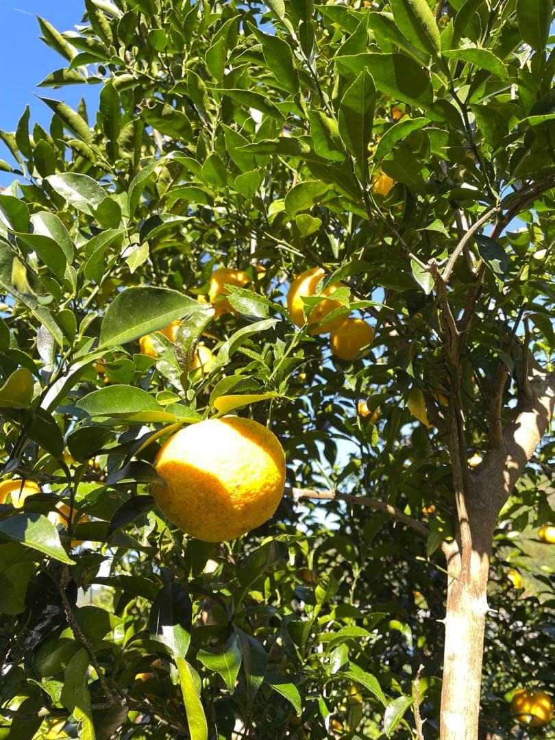 高知県産 農薬不使用 ゆず20kg