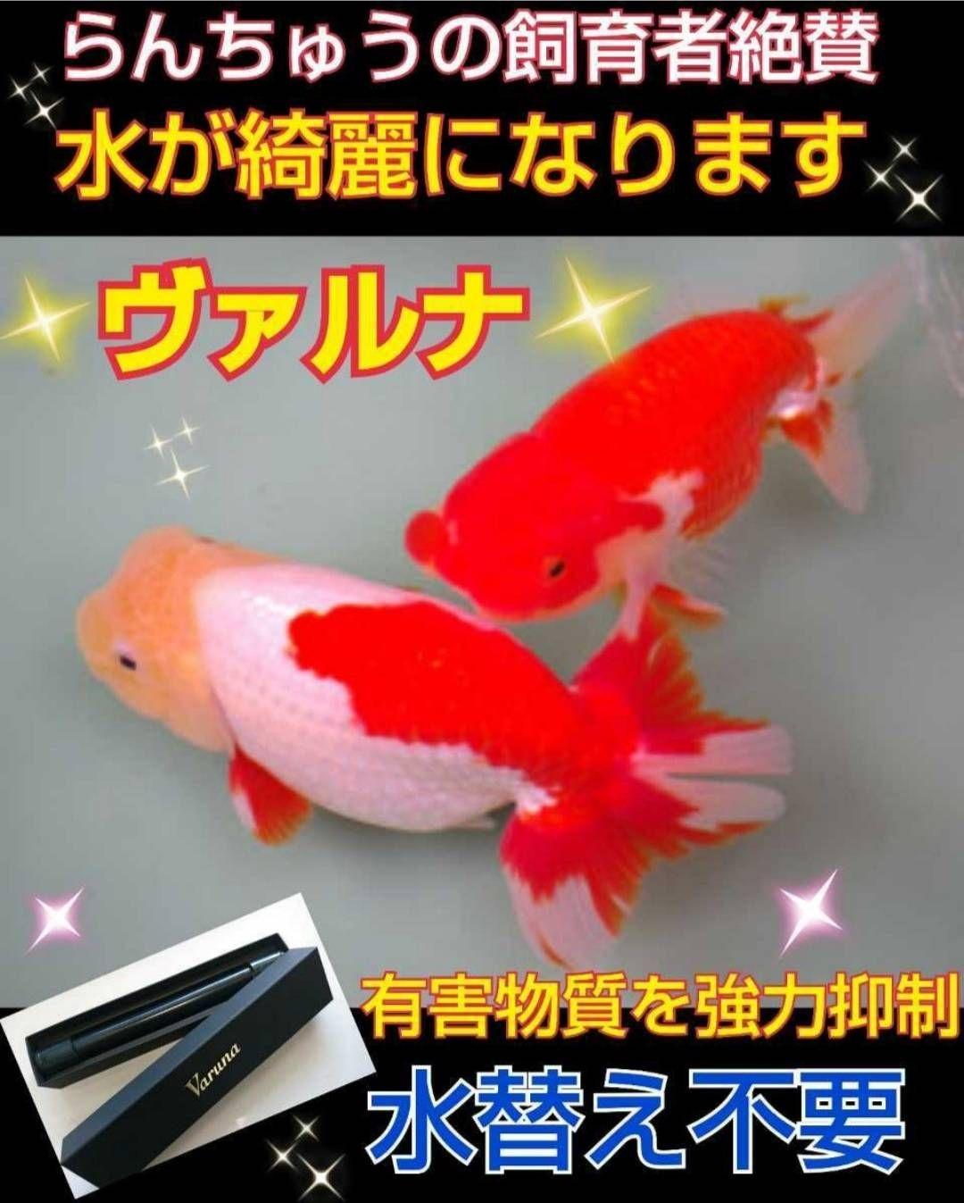 らんちゅうの飼育者絶賛！水槽の水を綺麗に保つ【ヴァルナ】有害物質、病原菌強力抑制