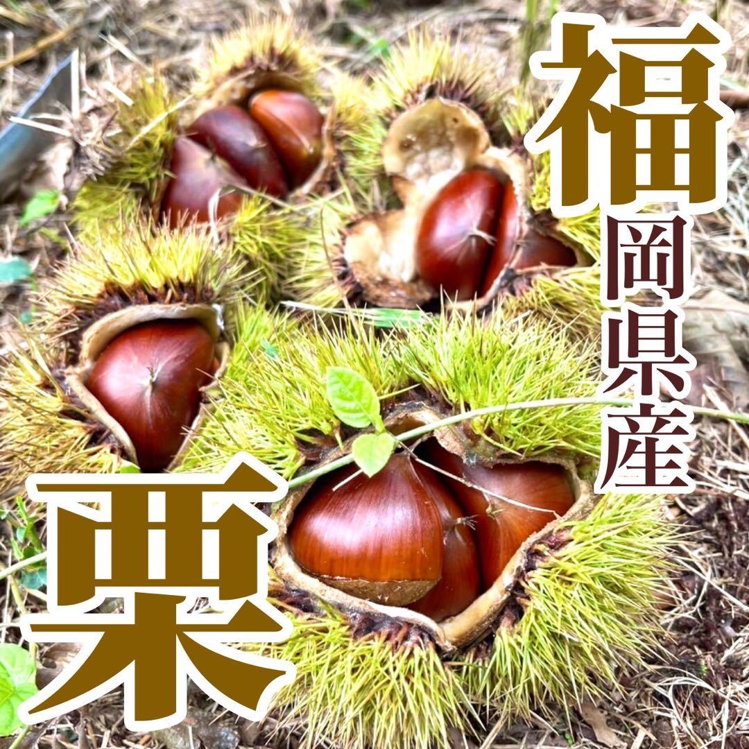 冷凍むき栗　3キロ　10袋分　今年ラスト