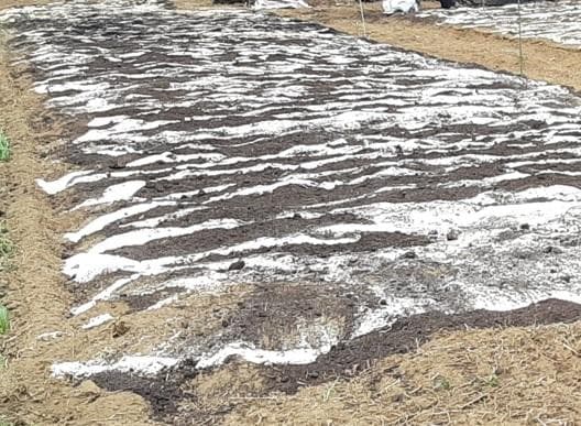 大容量　7000g　(国産・高品質)乾燥パパイヤの茎（無農薬・有機肥料）