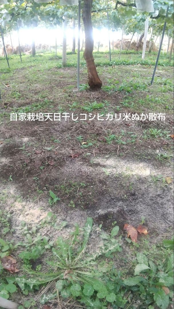 みーたんV希少わら敷種あり完熟巨峰、シャインマスカット 長野産3Kg✕2