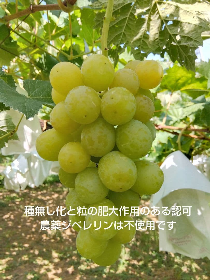 みーたんV希少わら敷種あり完熟巨峰、シャインマスカット 長野産3Kg✕2