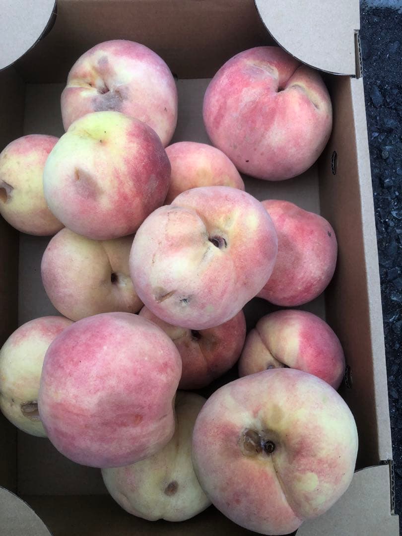 850.早勝ち福島産完熟桃箱込み15kg超訳あり加工用玉数お任せクール便離島除く