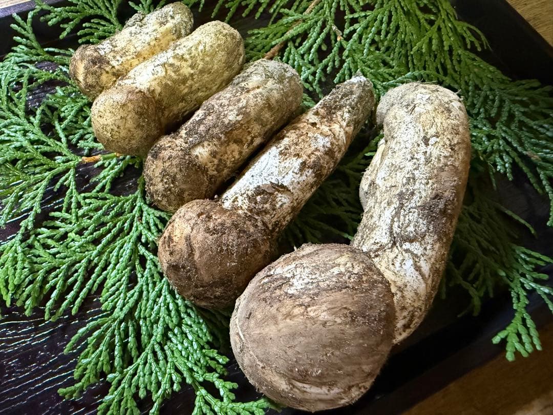 【送料込み】信州産 松茸 5本 150g