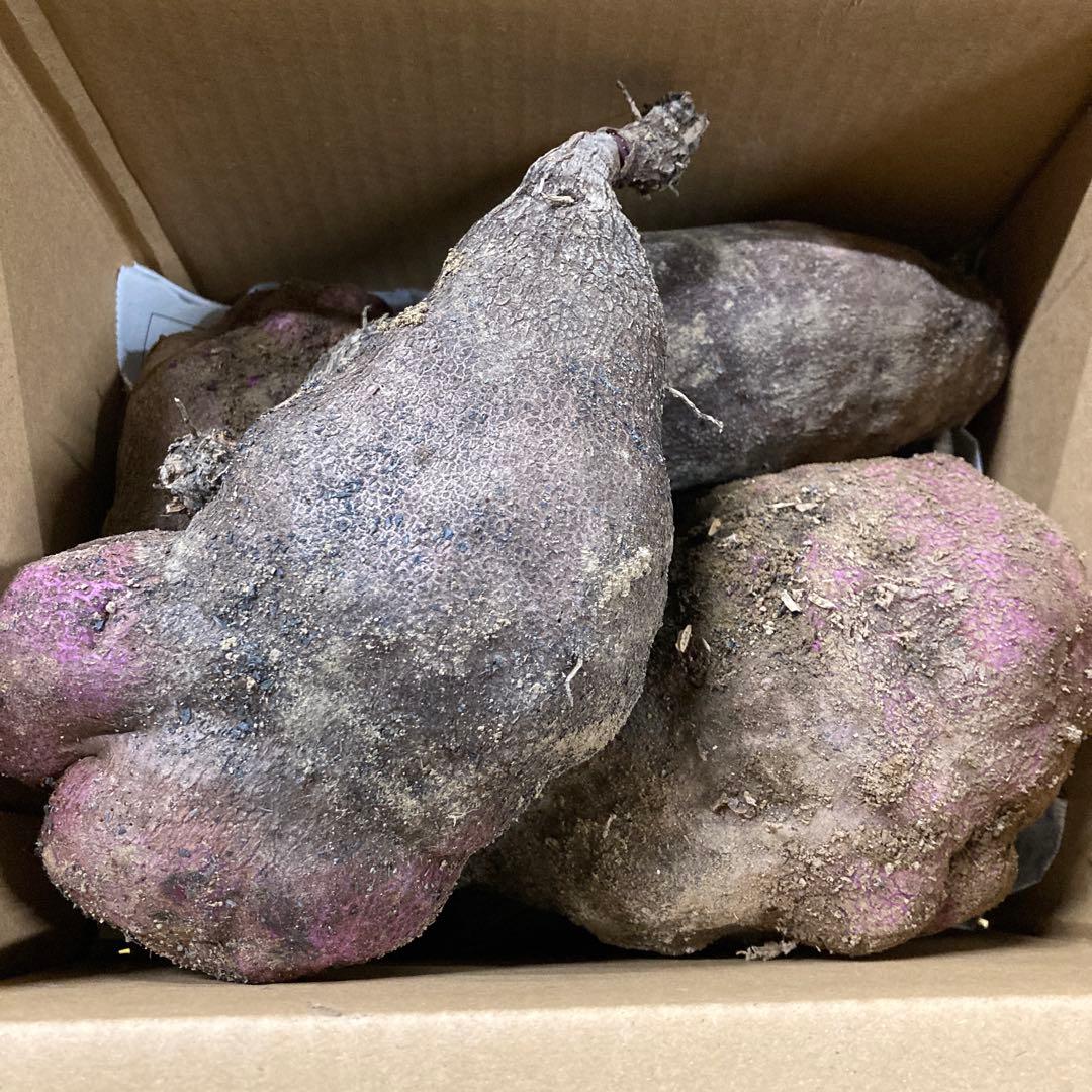 タニ紫つくね芋20kg