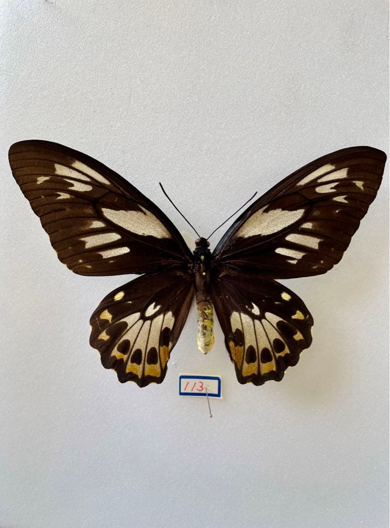 【希少種】ハイブリット型　アカメガネ×ミドリメガネ（1メス、ハルマヘラ島）