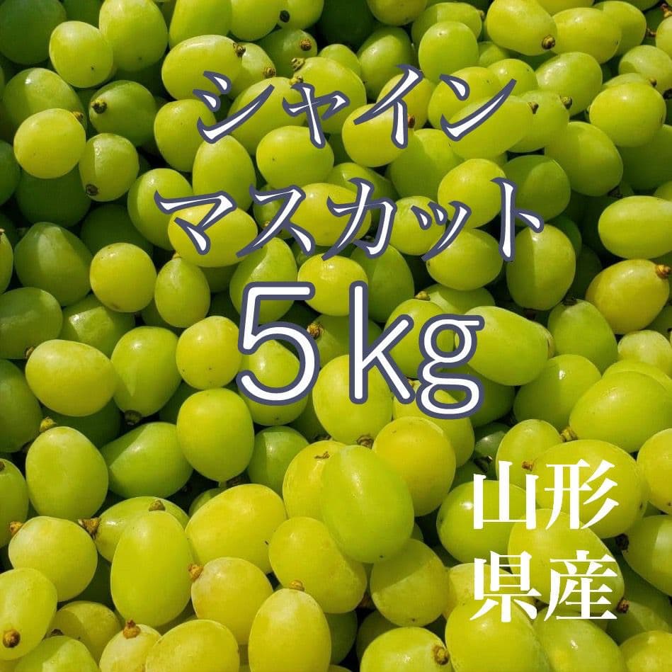 シャインマスカット皆掛５キロ粒