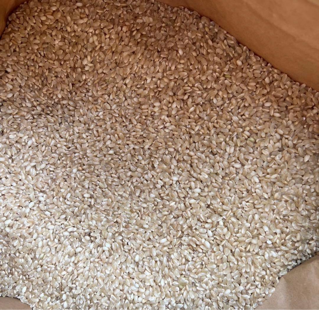 新米　お米　彩のきずな　30キロ　送料込み