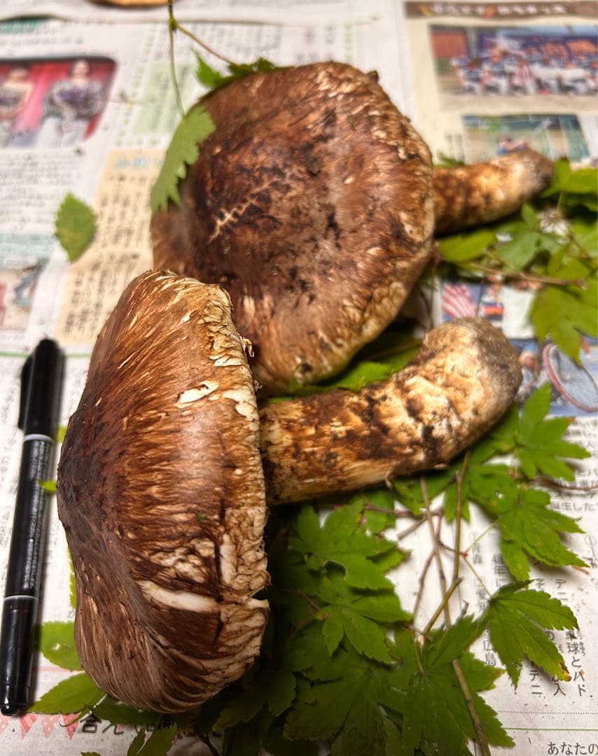 ＊山形県産＊ 松茸　358g