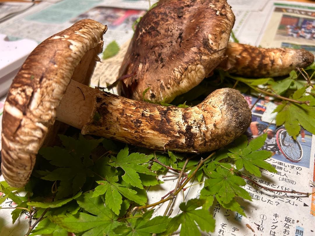 ＊山形県産＊ 松茸　358g