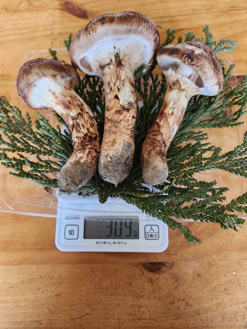 北海道産松茸　309g
