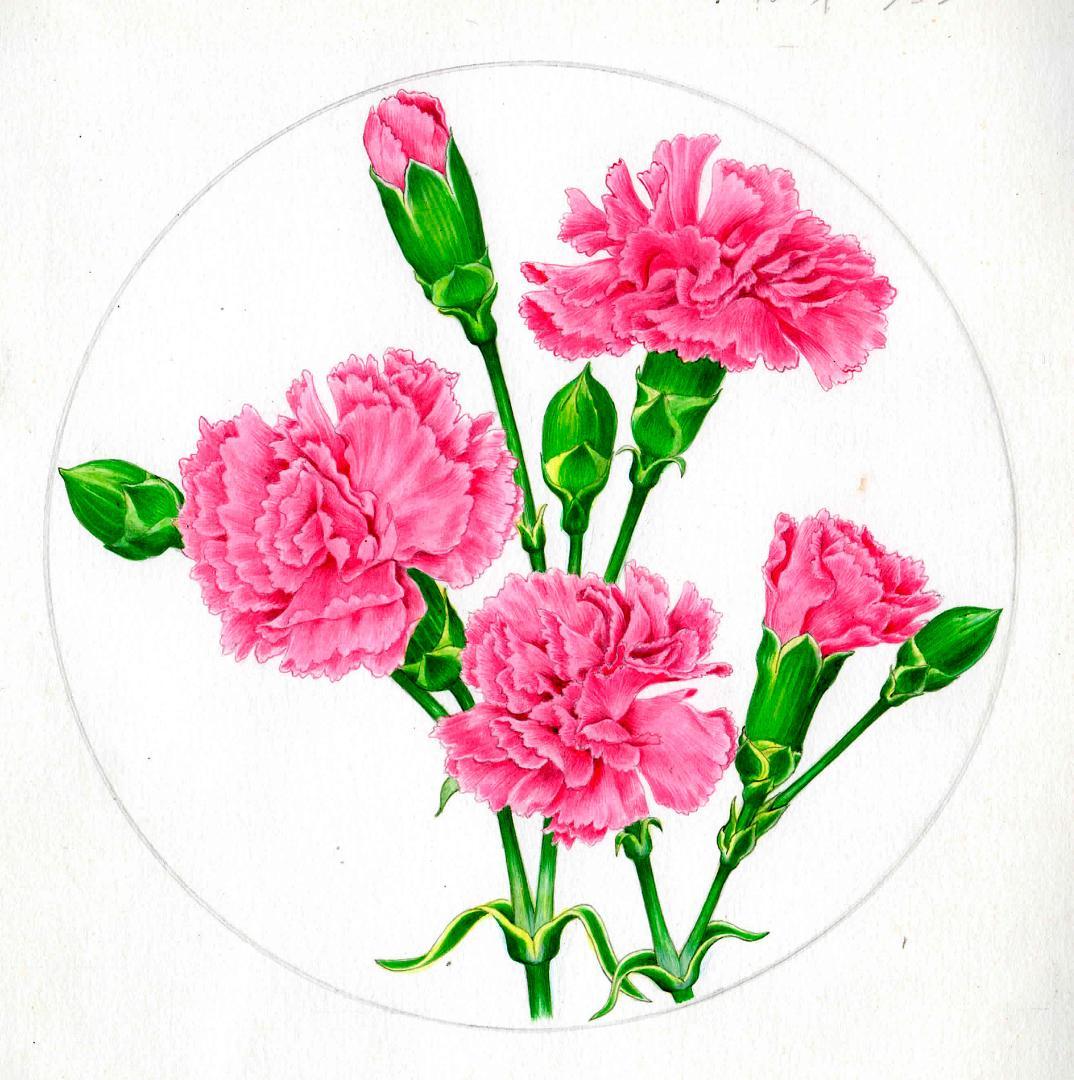 【絵画】ボタニカルアート　「カーネーション」原画