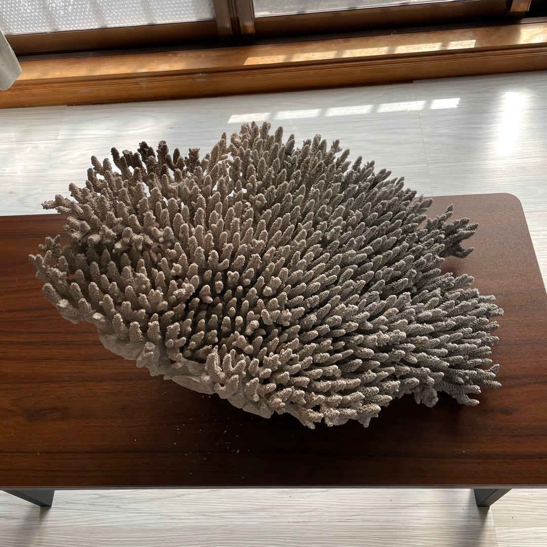珊瑚 天然 大型 約50×35cm 約8kg インテリア オブジェ