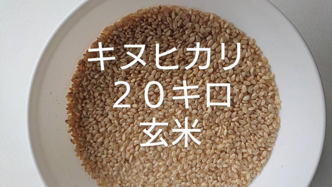 キヌヒカリ 玄米 20キロ 減農薬 お米