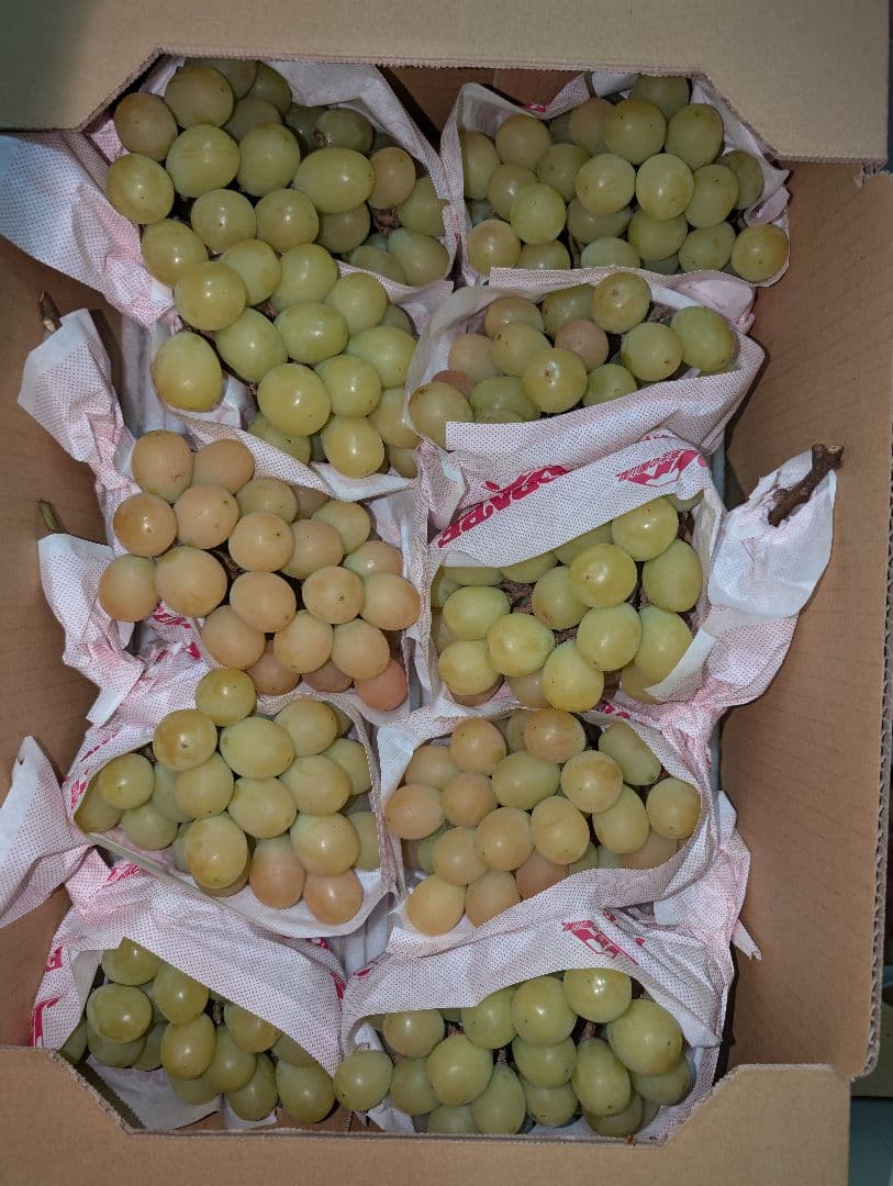 山梨県産ぶどう　サンシャインレッド　10房入り　箱込み約5.1kg