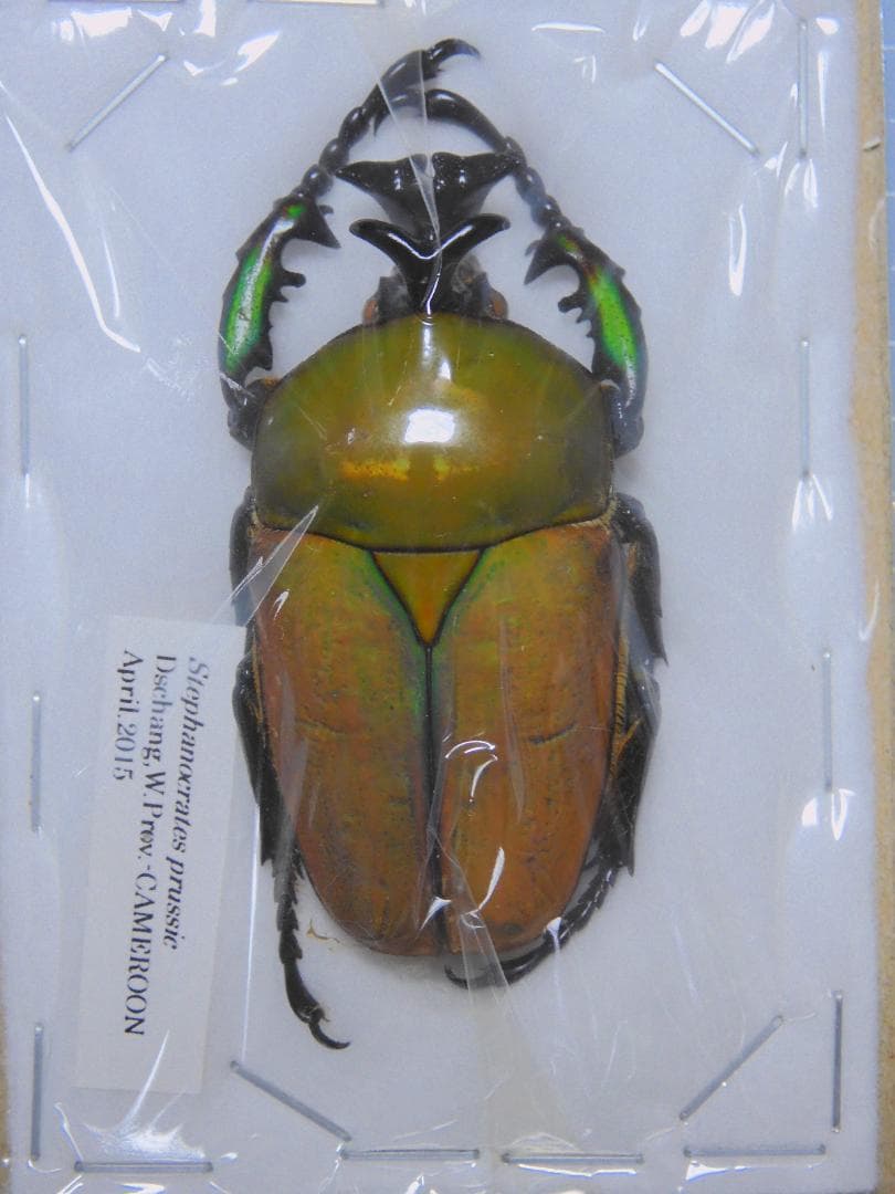 標本 Cameroon Stephanocrates prussie 50mm