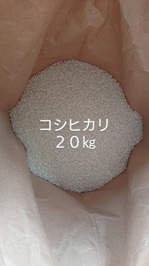 コシヒカリ ２０㎏ こしひかり 精米済み 減農薬 お米 米 白米