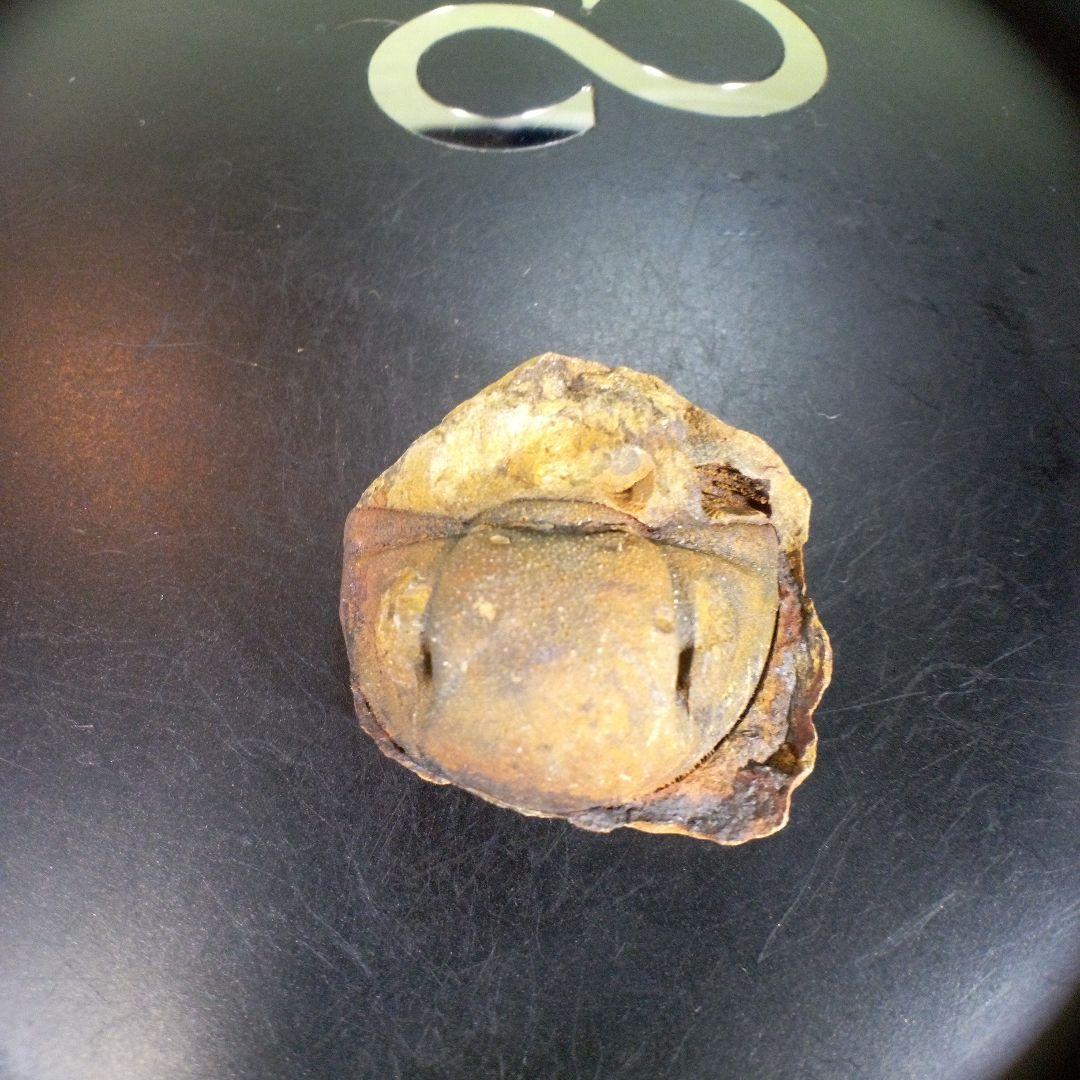 三葉虫　南米産　化石　fossil　ボリビア産　trilobite　南米化石郡③