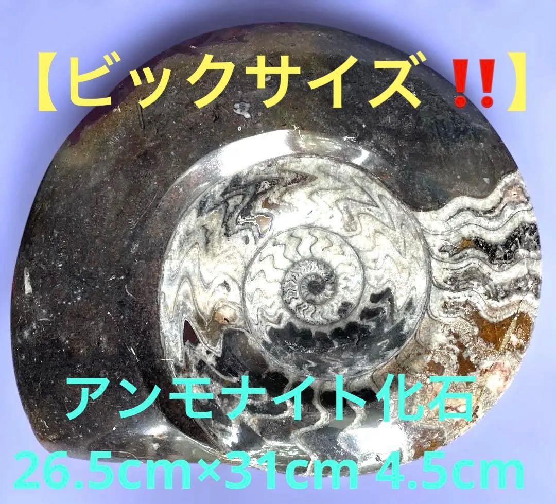 値下げ‼️【ビックサイズ 】アンモナイト化石26.5cm×31cm 4.5cm