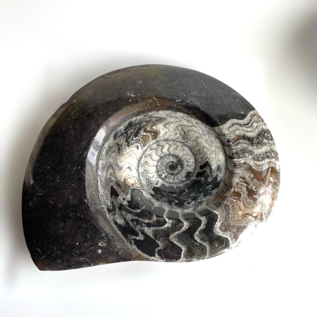 値下げ‼️【ビックサイズ 】アンモナイト化石26.5cm×31cm 4.5cm