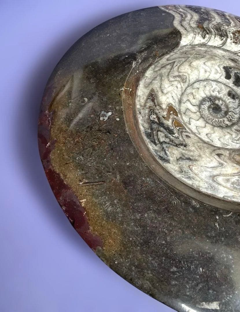 値下げ‼️【ビックサイズ 】アンモナイト化石26.5cm×31cm 4.5cm