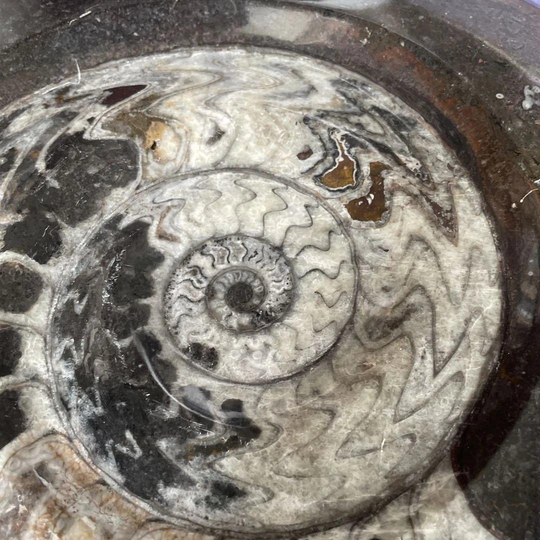値下げ‼️【ビックサイズ 】アンモナイト化石26.5cm×31cm 4.5cm