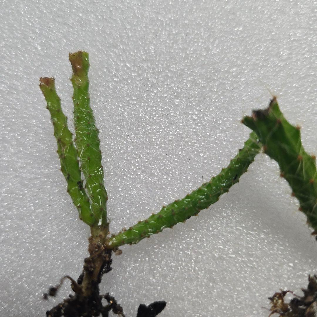 CocoDory様 孔雀サボテン 抜き苗