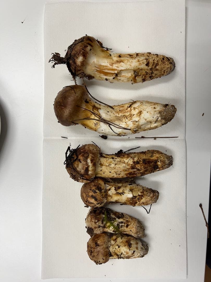 山形県産　松茸