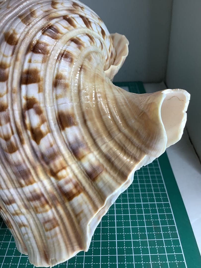 ヤフメリ1・法螺貝・山伏・修験者・金峯山・羽黒山・戦国武将・縁起物・魔除・熊除笛