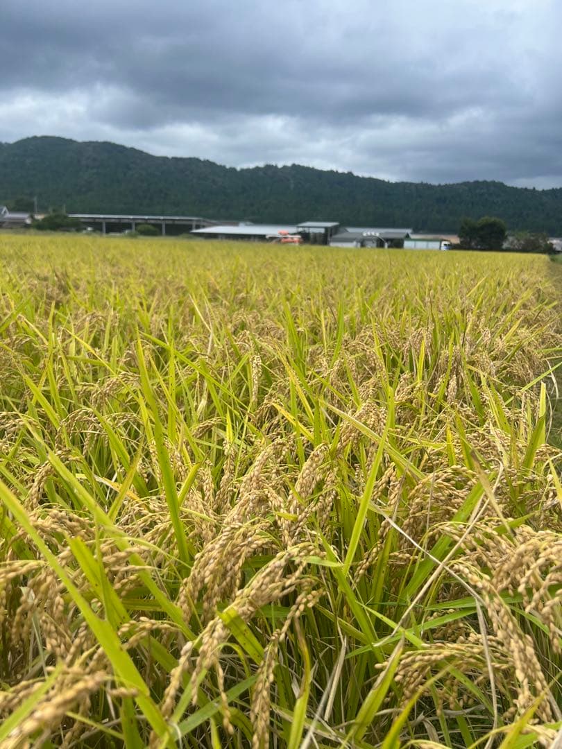 滋賀県　コシヒカリ　玄米　30キロ