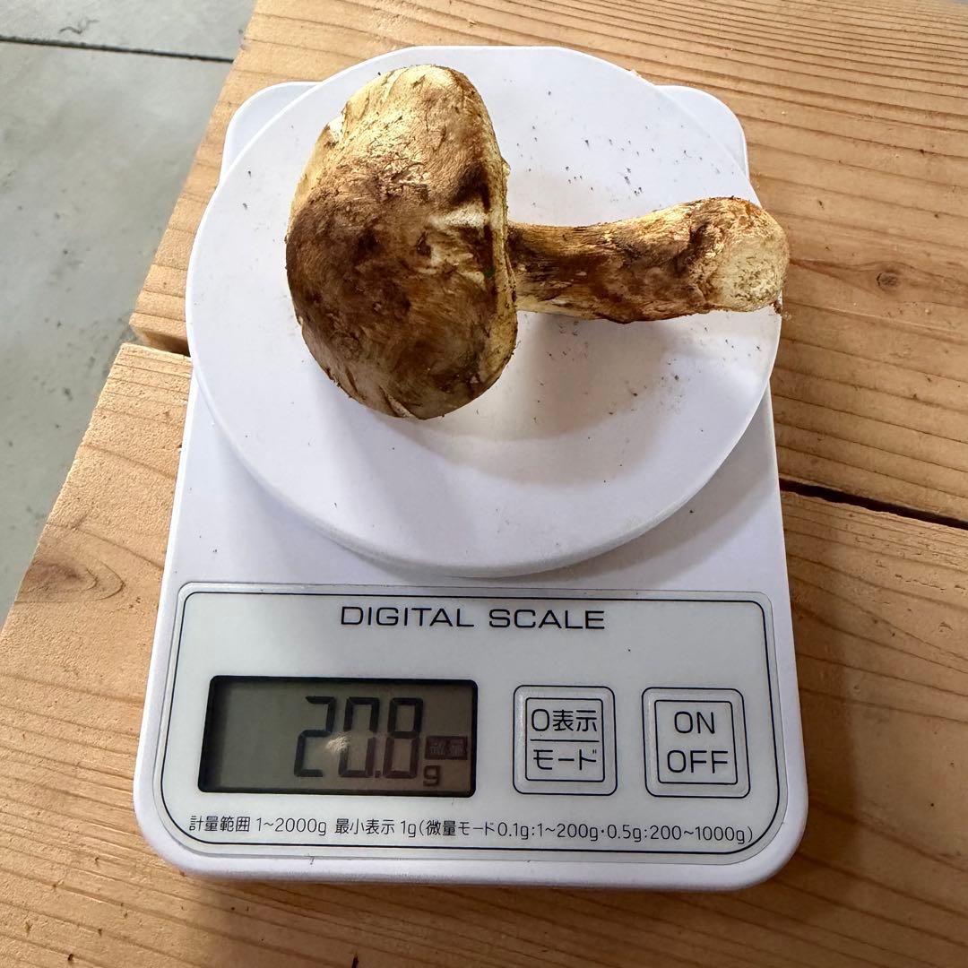 ③松竹梅 即日発送可能 採れたて 和歌山県産 天然松茸 2本 217.6g