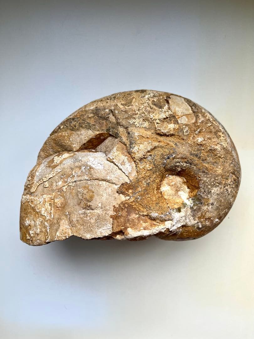 オウムガイ化石　モロッコ産　特大