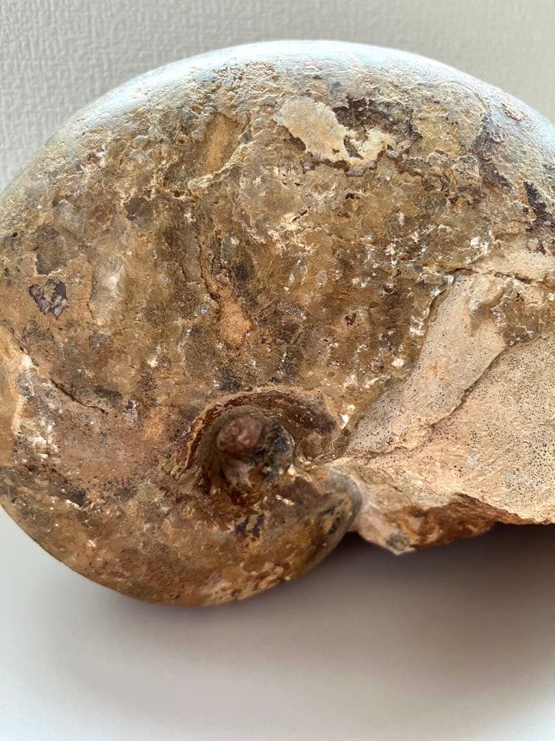 オウムガイ化石　モロッコ産　特大