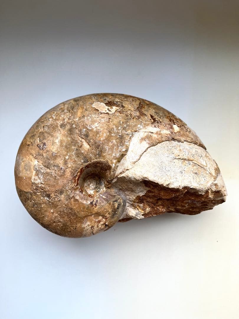 オウムガイ化石　モロッコ産　特大