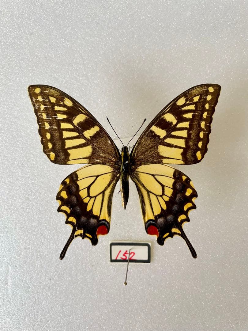 キアゲハ（1メス・ベトナム）