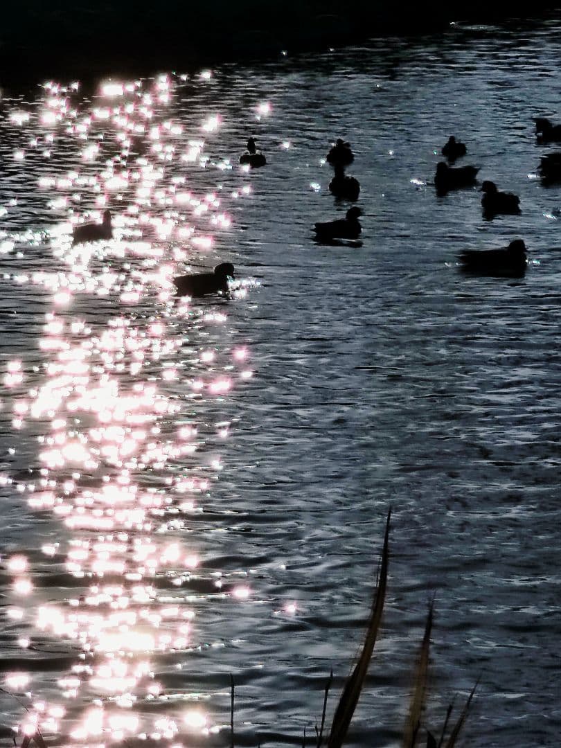 冬の水鳥（写真）