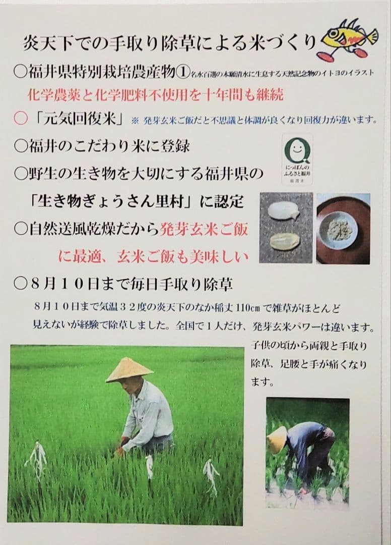 なぜこんなに病気が多いのか？ 玄米10kg 7年産コシヒカリ 特栽①農薬等不使用