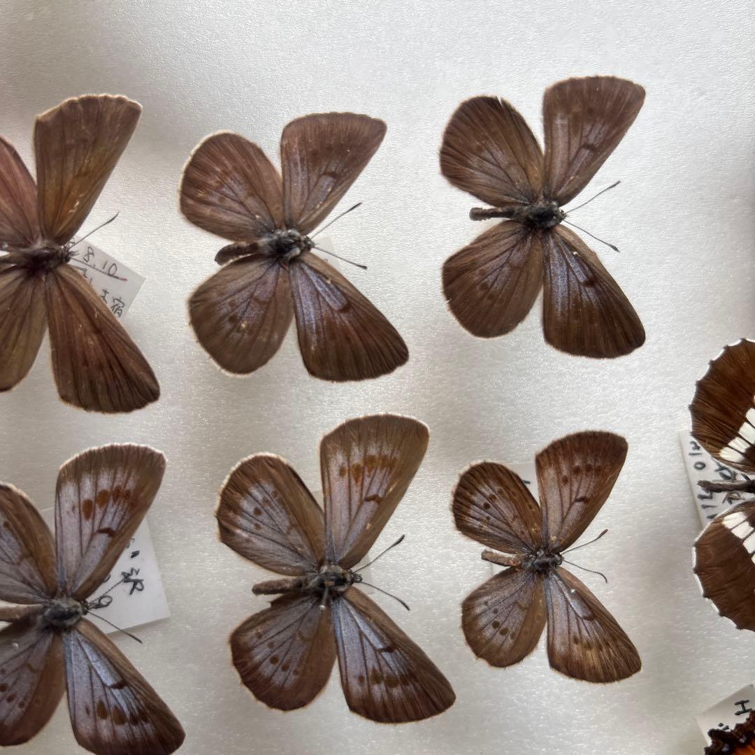 蝶の標本 木製フレーム41✖️51cm
