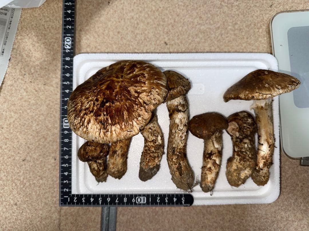 【訳あり商品】10月20日朝採れ広島県産松茸303g