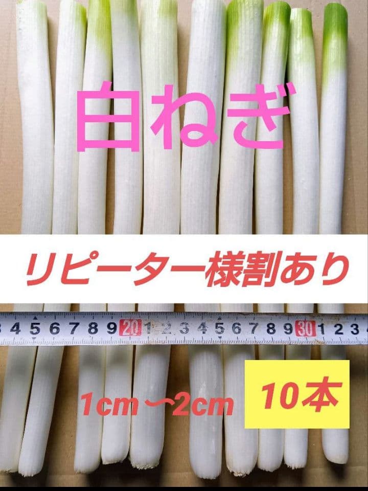 明日発送！愛媛県産　白ネギ　長ねぎ　ねぎ　野菜