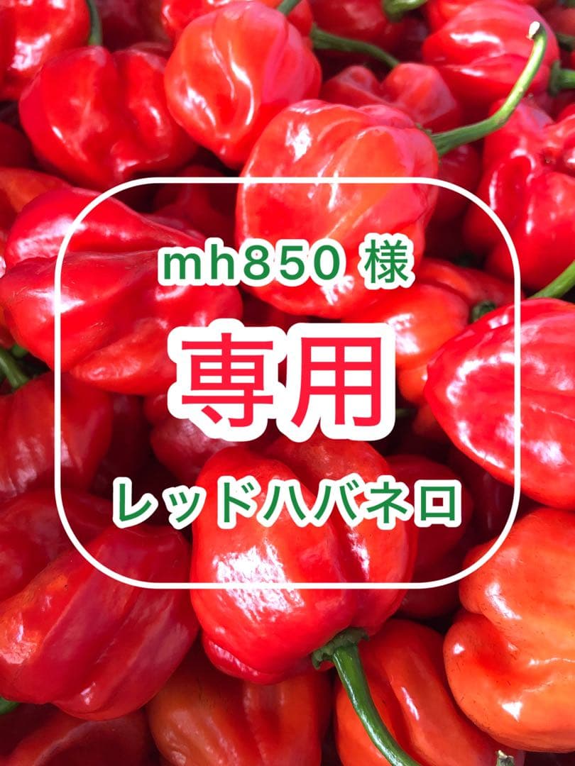 No.4［mh850］レッドハバネロ10キロ